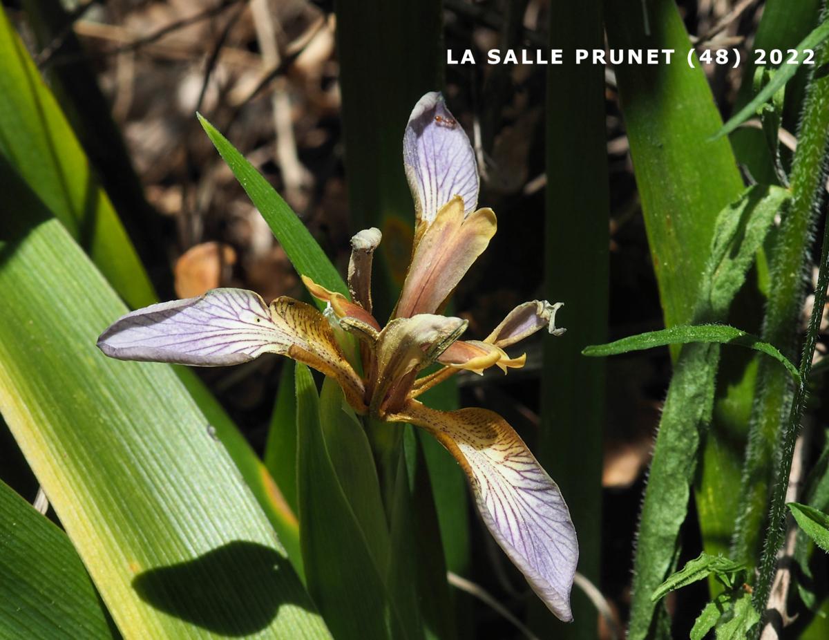 Iris, Stinking flower